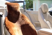 GOLDEN SNAIL GS9018 